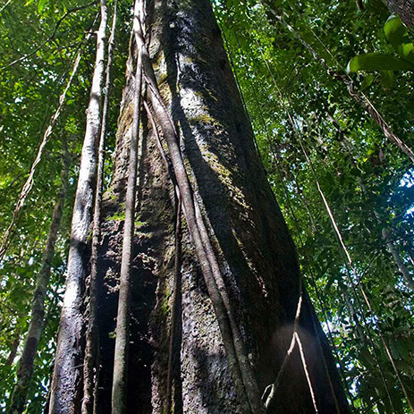 AMAZONAS 30_selva mosaico galeria_MG_3343.jpg